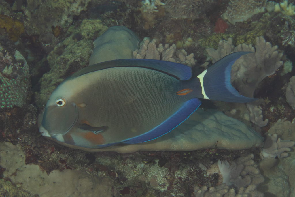 Orange-Socket Surgeonfish
