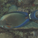 Orange-socket Surgeonfish - Photo (c) Mark Rosenstein, some rights reserved (CC BY-NC), uploaded by Mark Rosenstein