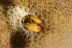 Paguritta corallicola