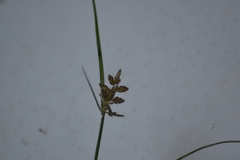 Cyperus diandrus