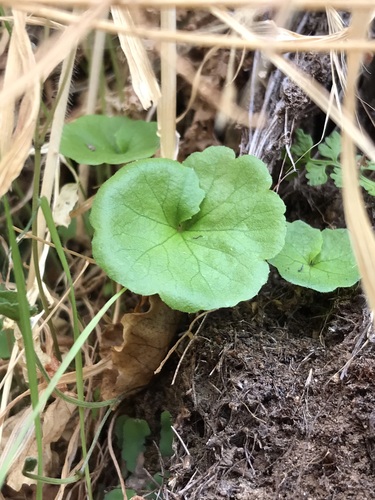 Tetilla hydrocotylifolia DC.
