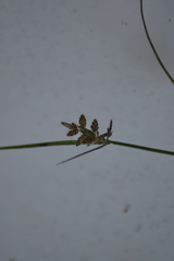 Cyperus diandrus