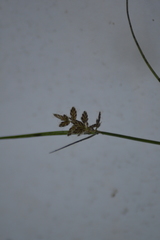 Cyperus diandrus