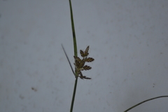 Cyperus diandrus