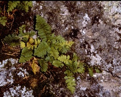 Polypodium saximontanum