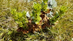 Gentianella impressinervia
