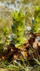 Gentianella impressinervia