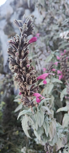 Image of Salvia Lanicaulis by (c) Luis Fer JP, some rights reserved (CC BY)
