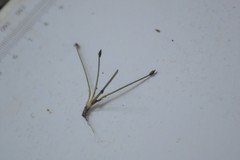 Eleocharis intermedia