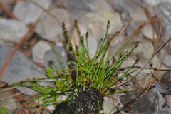 Eleocharis intermedia