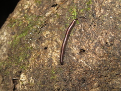 Spirobolellus antipodarus