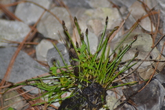 Eleocharis intermedia