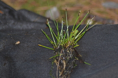 Eleocharis intermedia