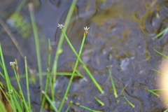 Eleocharis intermedia
