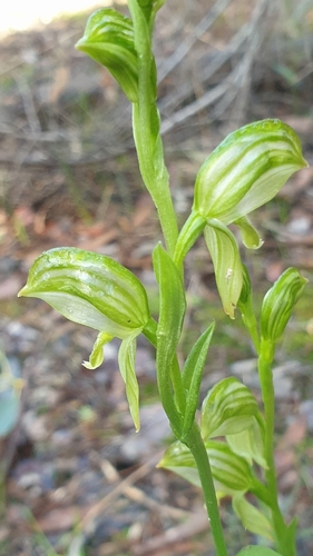 Image of Pterostylis viriosa by (c) Rosalie Lawrence, some rights reserved (CC BY)