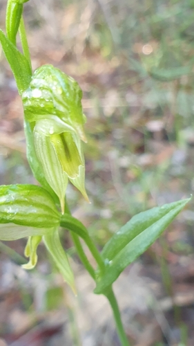 Image of Pterostylis viriosa by (c) Rosalie Lawrence, some rights reserved (CC BY)