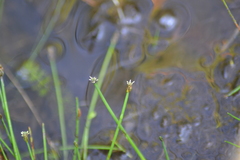 Eleocharis intermedia