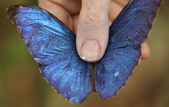 Morpho menelaus amathonte