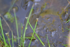 Eleocharis intermedia