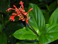 Odontonema