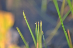 Eleocharis robbinsii