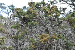 Cupressus pygmaea