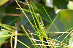 Eleocharis robbinsii