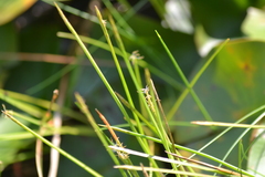 Eleocharis robbinsii