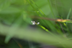 Eleocharis robbinsii