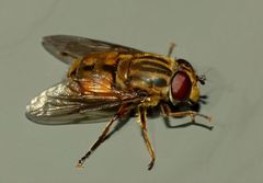 Helophilus cargilli