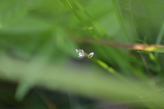 Eleocharis robbinsii