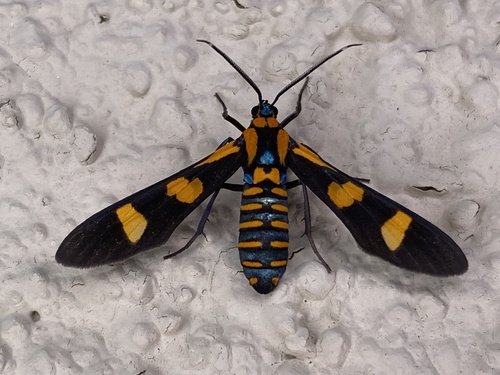 Phoenicoprocta venadia (Phoenicoprocta venadia)