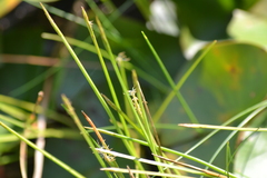 Eleocharis robbinsii