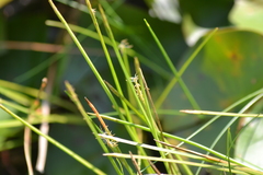 Eleocharis robbinsii