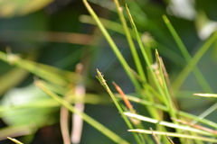 Eleocharis robbinsii