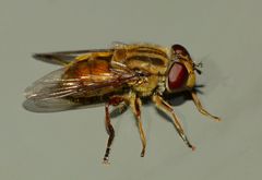 Helophilus cargilli