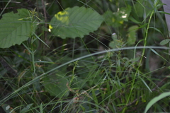 Eleocharis rostellata