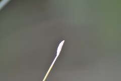 Eleocharis rostellata