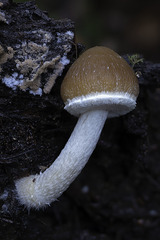 Psathyrella longistriata