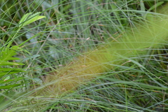 Eleocharis rostellata