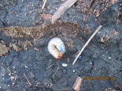 Pericoptus truncatus