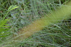 Eleocharis rostellata