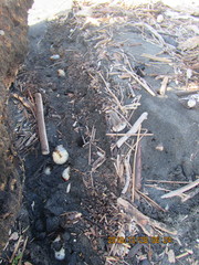 Pericoptus truncatus