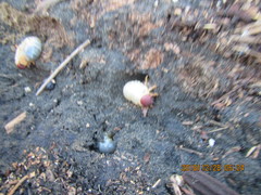 Pericoptus truncatus