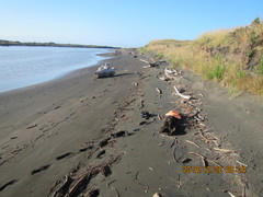 Pericoptus truncatus