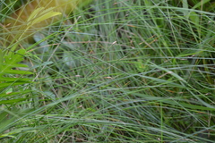 Eleocharis rostellata