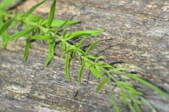 Epilobium strictum