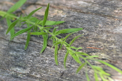 Epilobium strictum