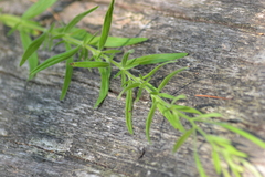 Epilobium strictum