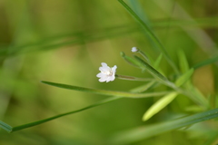 Epilobium strictum